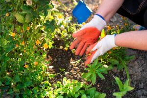 Photo planting perennial vegetables