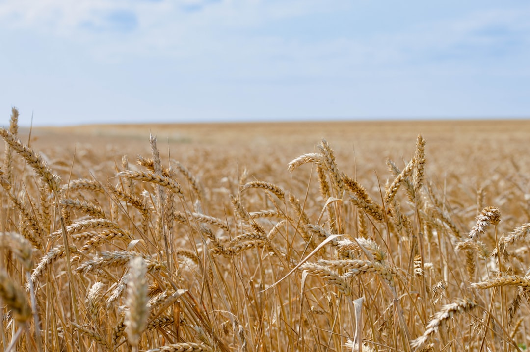 Photo protect harvest drought