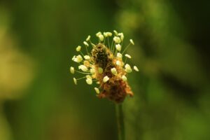 Photo plantele pentru polenizare