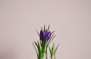 Photo floral minimalist