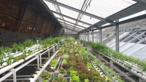 Photo implement efficient greenhouses