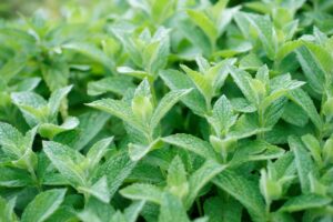 Photo medicinal plants