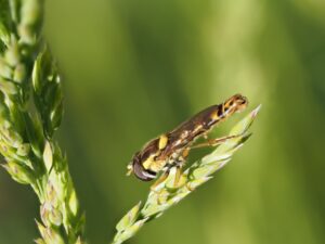 Photo protect crops from harmful insects