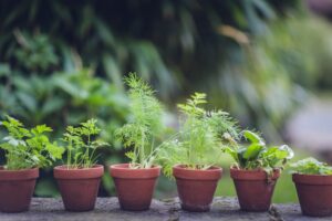Photo urban gardening