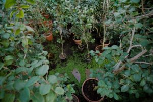 Photo Plants for soil regeneration