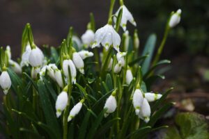 Photo flowers
