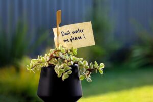 Photo care for indoor plants