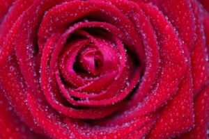 Photo rose color meanings