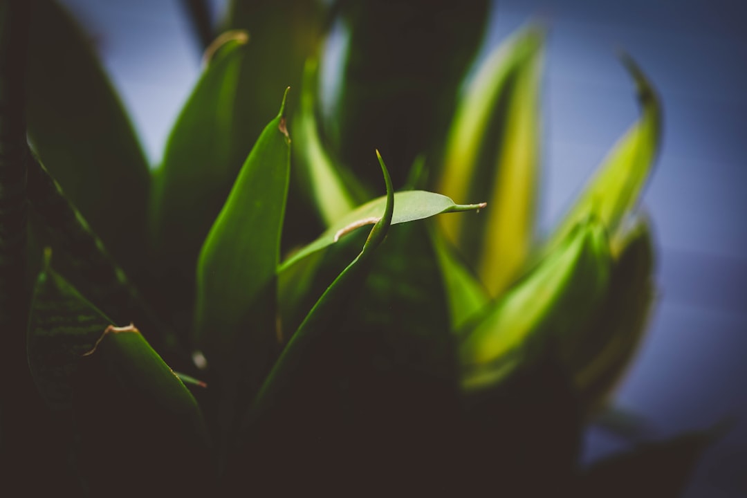 Photo air purifying plant