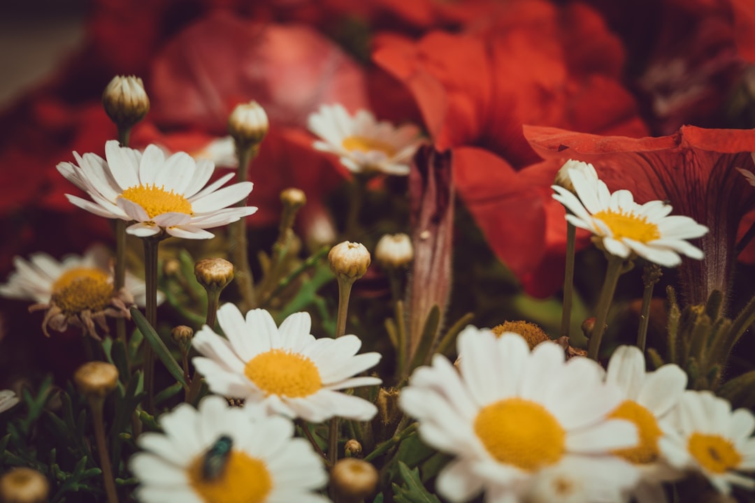 Photo coroană de flori