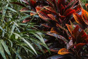 Photo resistant plants