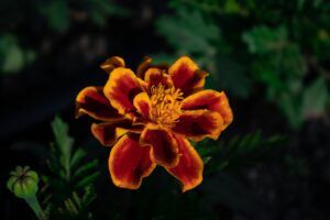 Photo exotic flowers