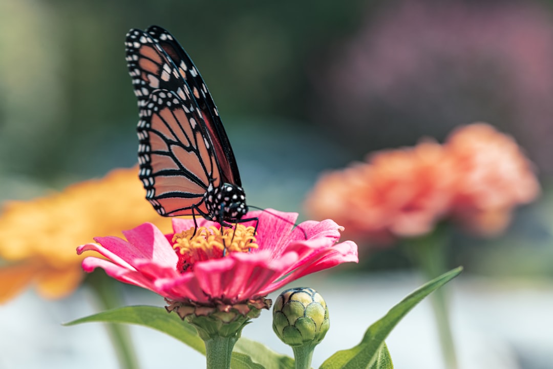 Photo pollinators