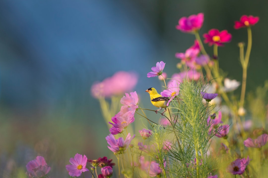Photo Flowers