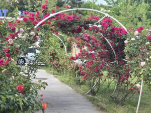 Photo climbing roses