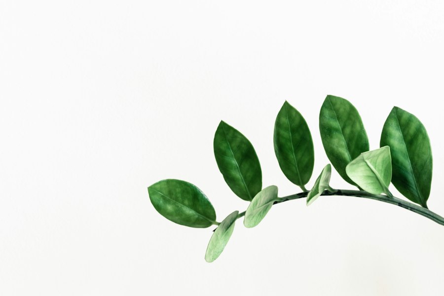 plants