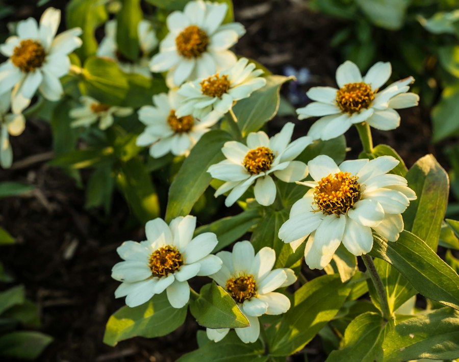 Photo plants