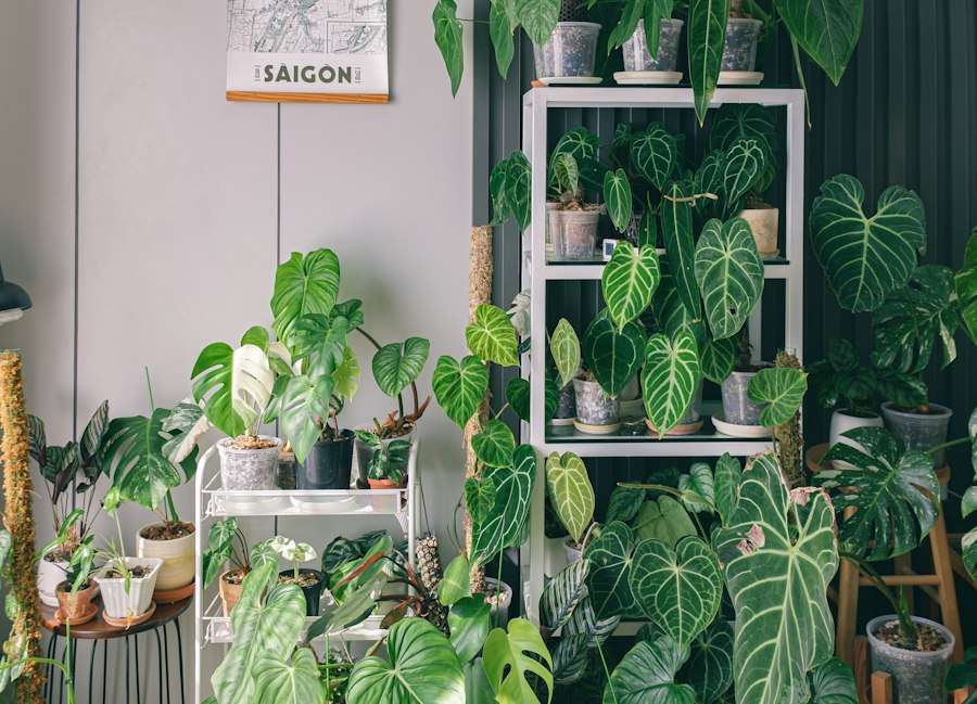 Photo indoor plant care tips