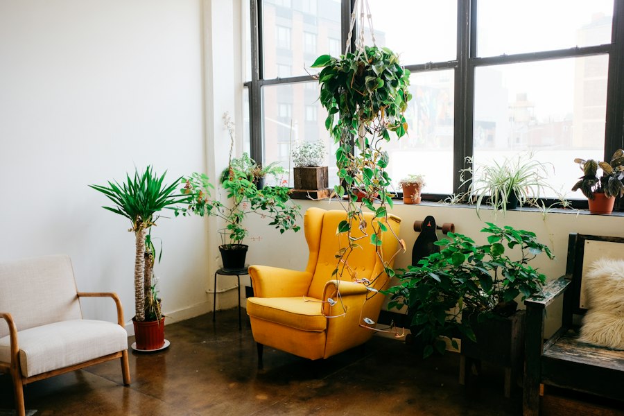 indoor plant care tips