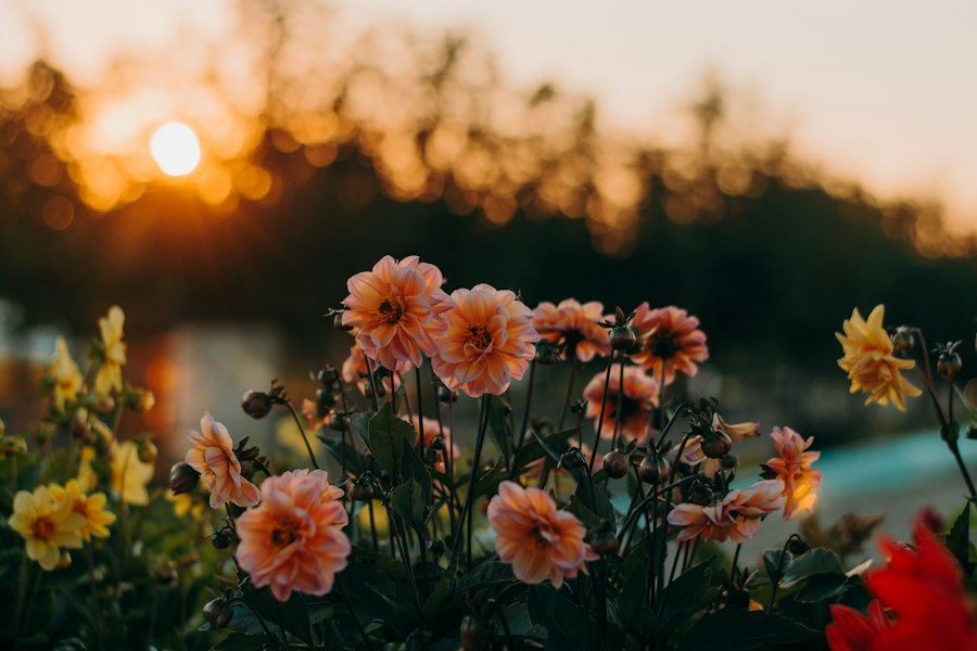 Photo garden flowers guide experts data