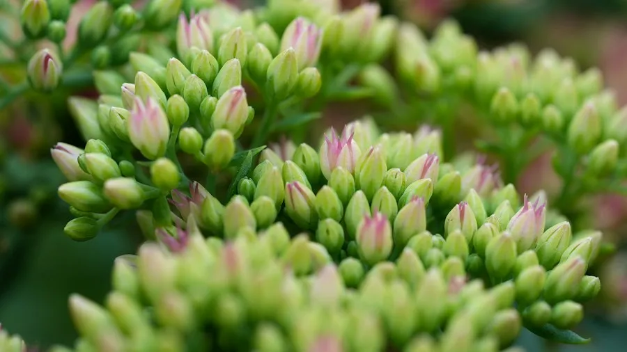 Photo spring garden tips