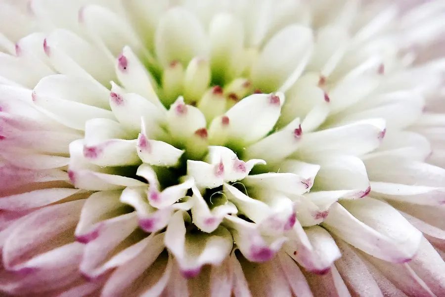 spring garden tips
