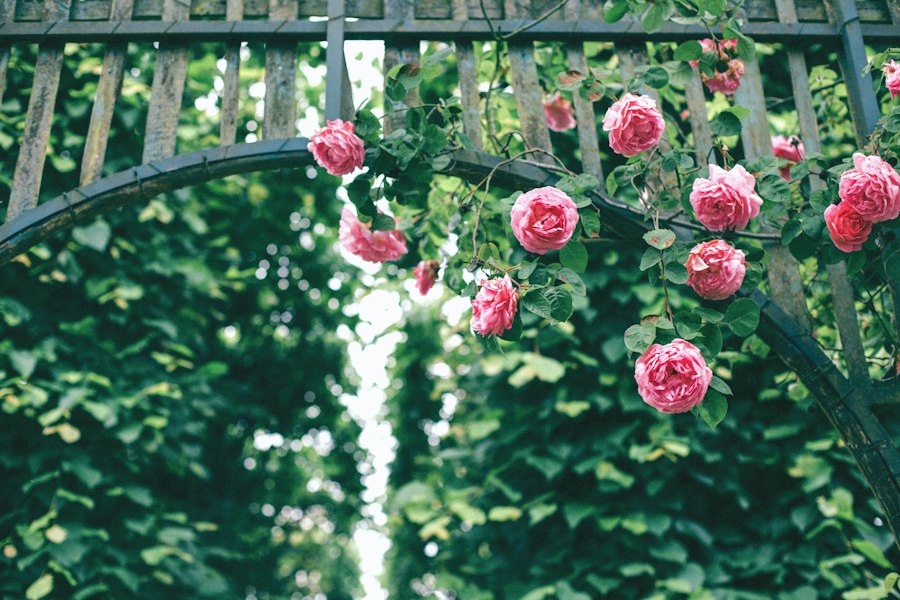garden flowers guide experts data