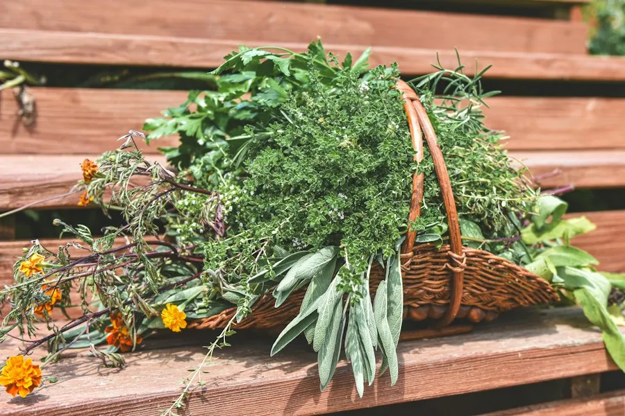 aromatic herbs guide