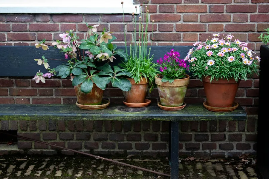 Photo choosing the right flower pot