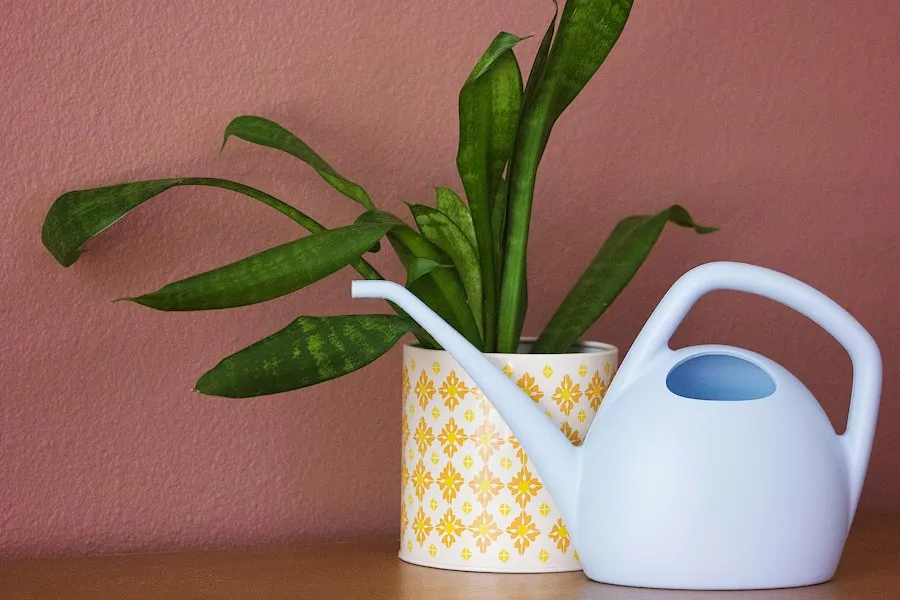 proper plant watering guide