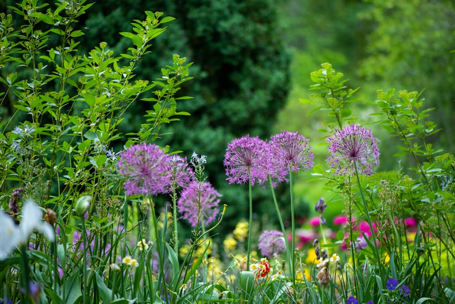 Photo garden flowers guide