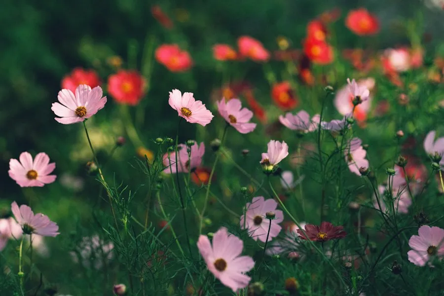 common garden flower mistakes