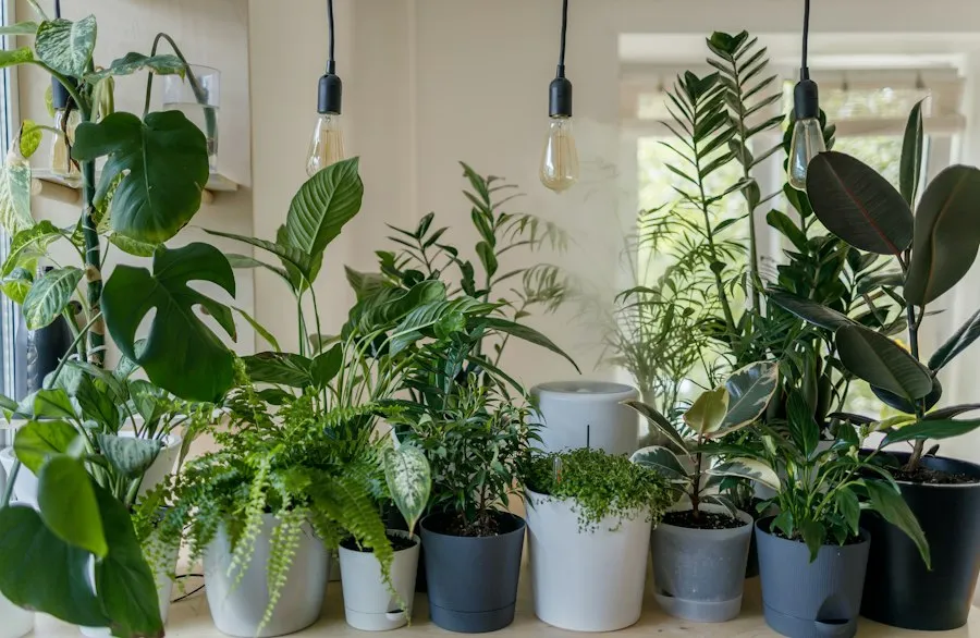 Photo common houseplant care mistakes
