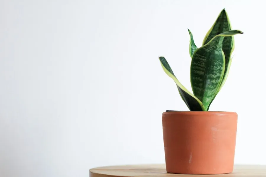 common houseplant care mistakes