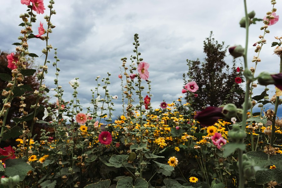 garden flowers guide
