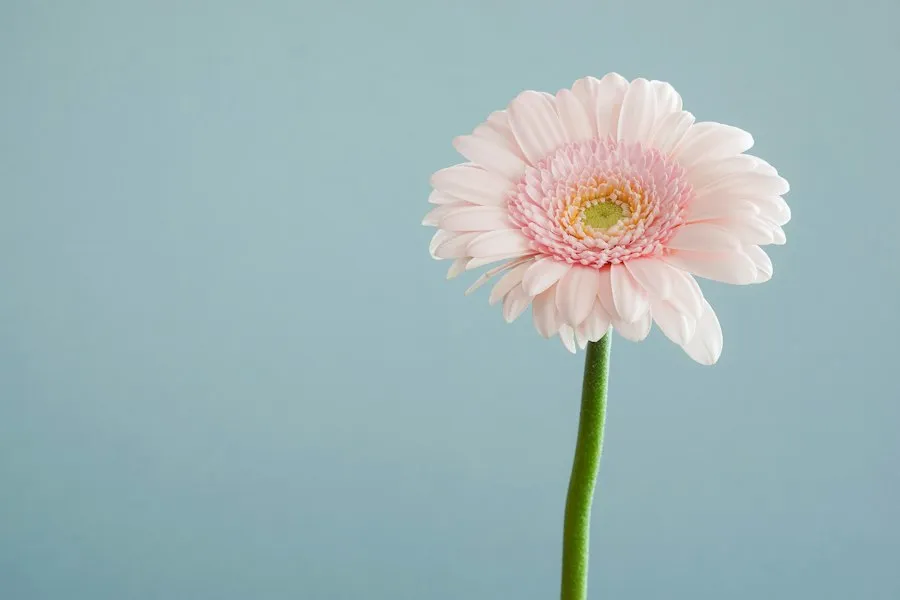 Photo flower symbolism mistakes