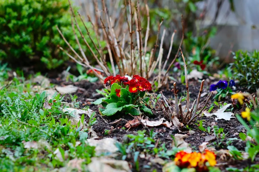 Photo spring garden common mistakes
