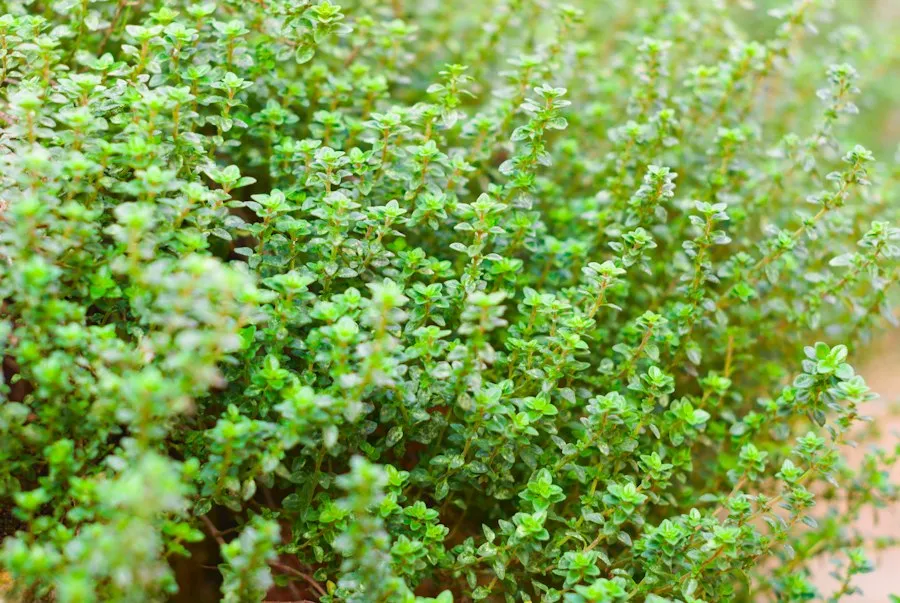 Photo common mistakes aromatic herbs care