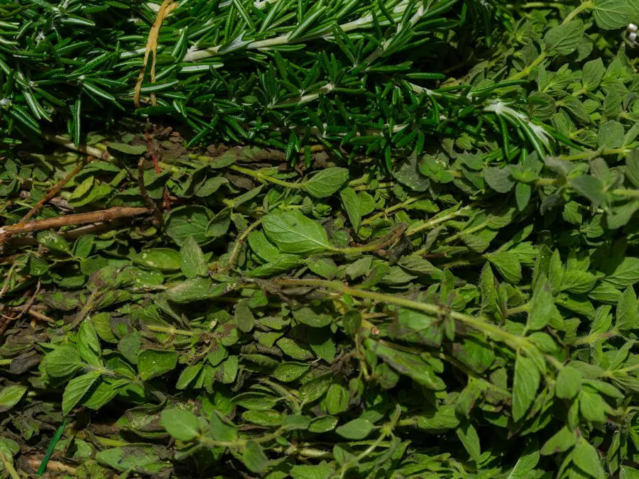 common mistakes aromatic herbs care