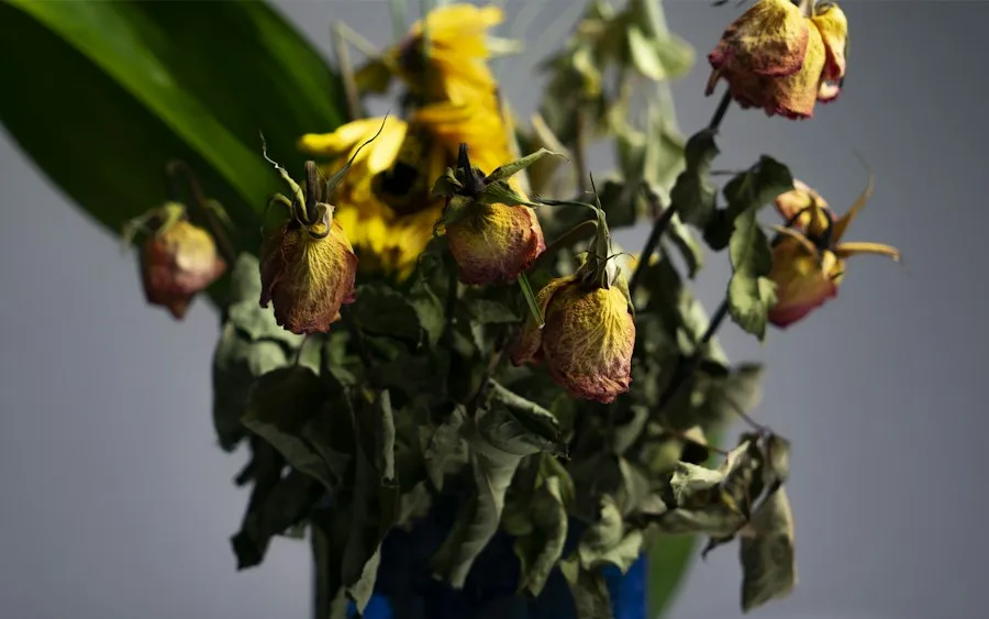 Photo common mistakes dried flowers care