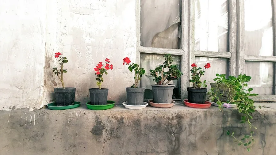 Photo common flowerpot mistakes