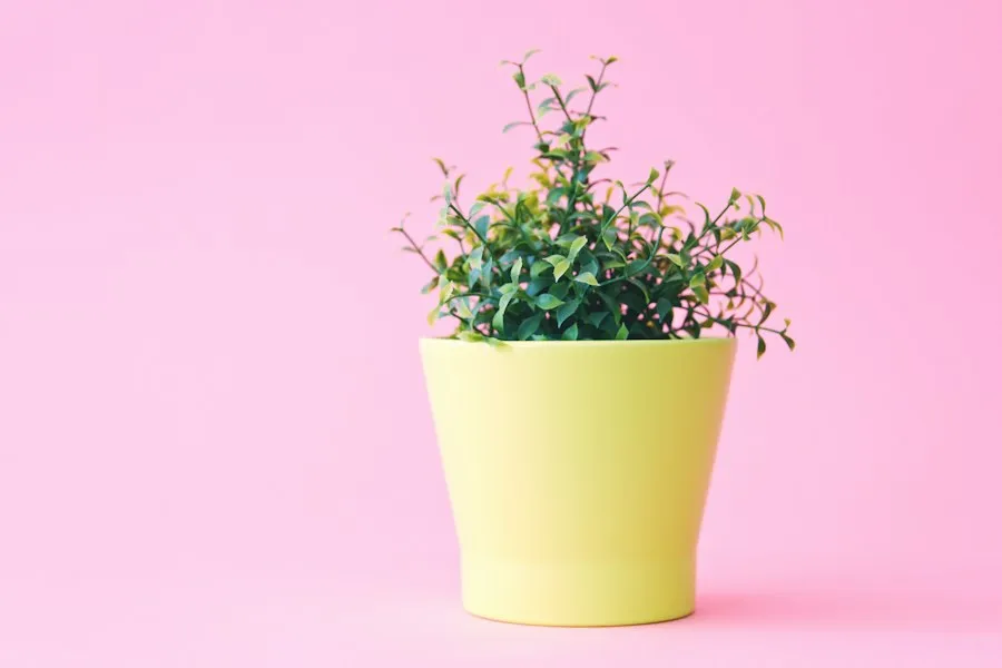 common flowerpot mistakes